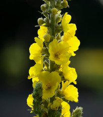 BIO Divozel veľkokvetý - Verbascum densiflorum - semená divozelu - 300 ks