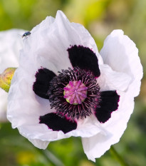 Mak východný Checkers - Papaver orientale - semená maku - 50 ks