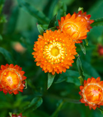 Slamiha listenatá oranžová - Helichrysum bracteatum - semená slamihy - 400 ks