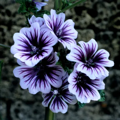 Slez lesný Zebrina - Malva sylvestris - semená slezu - 50 ks