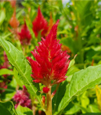 Plamenník ohnivý - Celosia plumosa - semená celosie - 50 ks