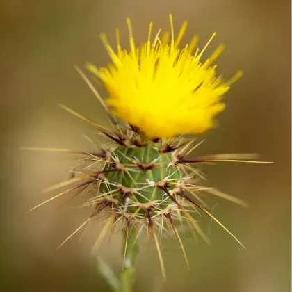 Nevädza lúčna žltá - Centaurea cyanus - semená nevädze - 50 ks