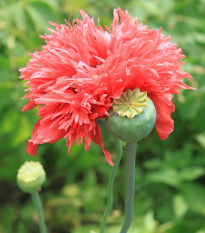 Mak siaty Rose Feathers - Papaver somniferum - semená maku - 200 ks