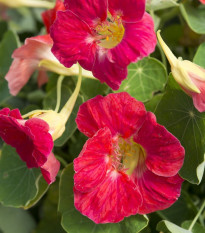 Kapucínka nízka Tip Top Rose - Tropaeolum mínus - semená kapucínky - 10 ks