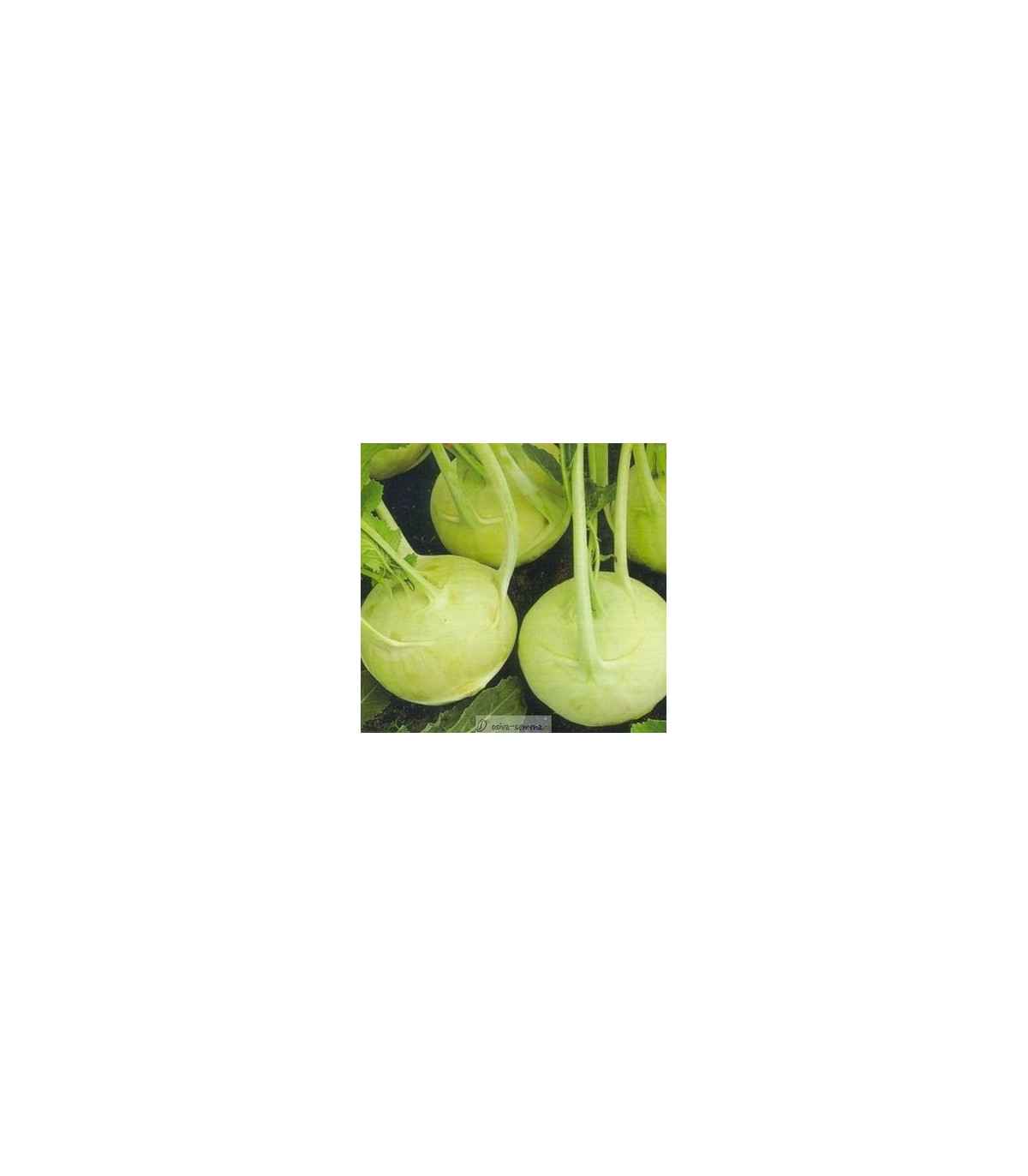 Kaleráb extra jemný - Brassica oleracea - semená kalerábu - 50 ks