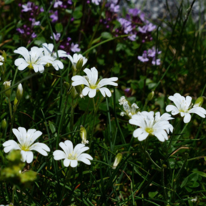 Klinček slzičkový biely - Dianthus deltoides - semená klinčeka - 100 ks