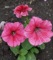 Petúnia mnohokvetá Claudia F1 - Petunia hybrida - semená - 30 ks