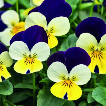 Fialka rohatá Lemon Purple Wing - Viola cornuta - predaj semien - 20 ks