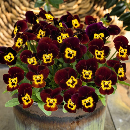 Fialka rohatá Admire Ruby Gold - Viola cornuta - predaj semien - 20 ks
