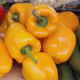 BIO paprika Quadrato Asti Giallo - Capsicum annuum - bio semená papriky - 8 ks