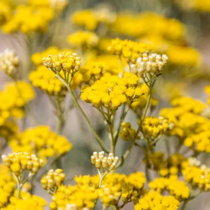 Slamiha talianska - Helichrysum italicum - semená slamihy - 200 ks