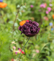 Mak Black Peony - Papaver somniferum - semená - 150 ks