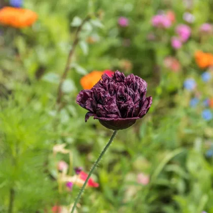 Mak Black Peony - Papaver somniferum - semená - 150 ks