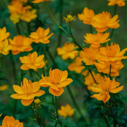 Upolín čínsky Gold queen - Trollius chinensis - predaj semien - 20 ks