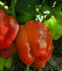 Paprika Granova - Capsicum annuum - semená papriky - 50 ks