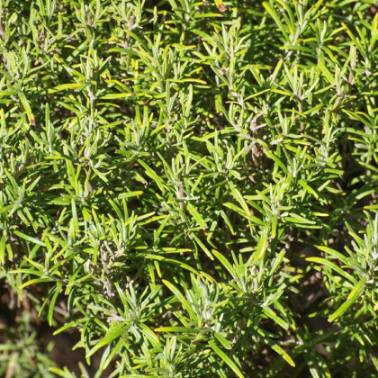 Rozmarín lekársky Rosita - Rosmarinus officinalis - semená rozmarínu - 50 ks