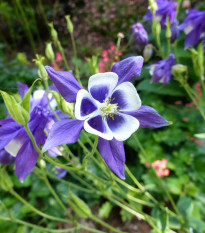 Orlíček obyčajný Blue Star - Aquilegia vulgaris - semená - 30 ks