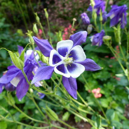 Orlíček obyčajný Blue Star - Aquilegia vulgaris - semená - 30 ks