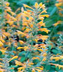 Agastache Apricot - Agastache aurantiaca - semená agastache - 20 ks