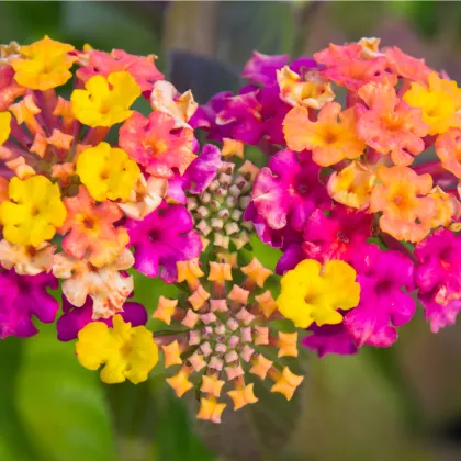 Lantana menlivá - Lantana camara - bonsaj - semená lantany - 10 ks