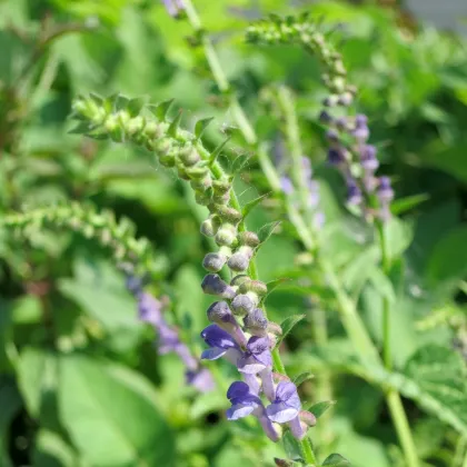 Šišiak bajkalský - Scutellaria baicalensis - semená šišiaka - 15 ks