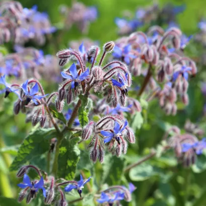 BIO borák lekársky - Borago officinalis - bio semená boráka - 20 ks