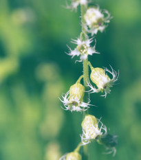 Mitrovka veľkokvetá - Tellima grandiflora - predaj semien - 0,02 g