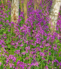 Mesačnica ročná fialová Honesty - Lunaria annua - semená mesačnice - 50 ks