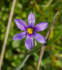 Badil úzkolistý - Sisyrinchium angustifolium - predaj semien - 10 ks