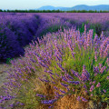 Levanduľa lekárska - Lavandula angustifolia - semená levandule - 130 ks