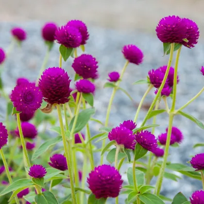 Gomfréna hlávkatá fialová - Gomphrena globosa - semená - 25 ks