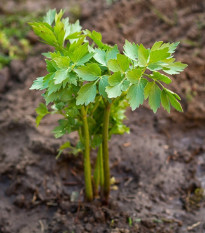 BIO ligurček lekársky - Levisticum officinale - bio semená ligurčeka - 120 ks