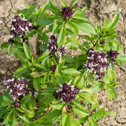 Bazalka thajská - Ocimum basilicum var. thyrsiflora - semená bazalky - 50 ks