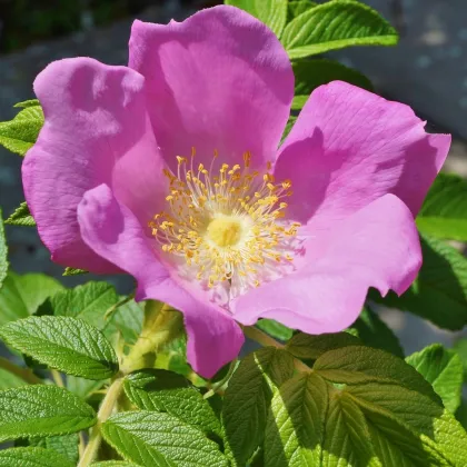 Ruža vráskavá - Rosa rugosa - semená ruže - 5 ks