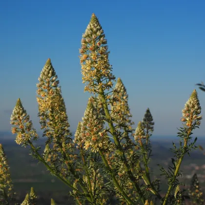 Rezeda voňavá veľkokvetá - Reseda odorata - semená - 350 ks