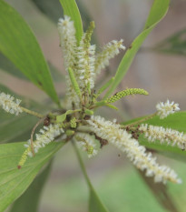 Akácia - Acacia mangium - semená akácia - 8 ks