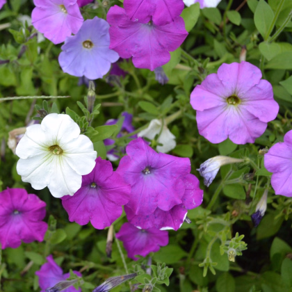 Petúnia veľkokvetá nízka - Petunia hybrida nana - semená - 0,1 g