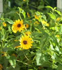 Slnečnica slabá – zmes – Helianthus debilis mix – semená