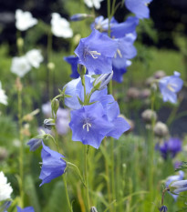 Zvonček broskyňolistý modrý - Campanula persicifolia - semená zvončeka - 300 ks