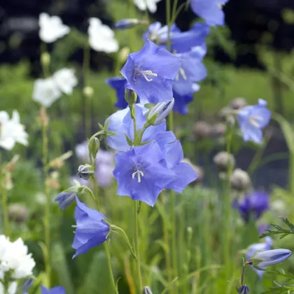 Zvonček broskyňolistý modrý - Campanula persicifolia - semená zvončeka - 300 ks