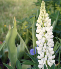 Vlčí bôb biely - Lupina mnoholistá - Lupinus albus - semená - 5 ks