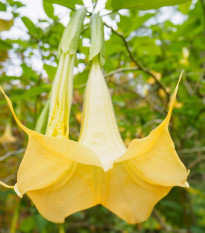 Durman metelový žltý - Datura metel - semená durmana - 5 ks