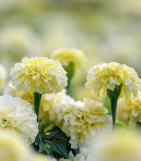 Aksamietnica vzpriamená Eskimo - Tagetes erecta - semená - 30 ks