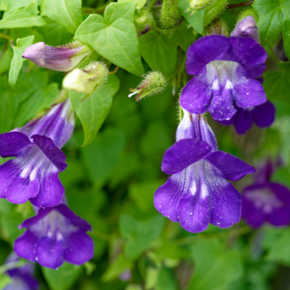 Asarina pnúca Mystic Purple - Asarina scandens - semená asariny - 20 ks