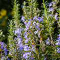 Rozmarín lekársky - Rosmarinus officinalis - semená rozmarínu - 50 ks