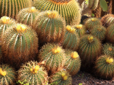 Pestovanie kaktusov nie je náročné, stačí im vyhovieť v zopár dôležitých nárokoch 