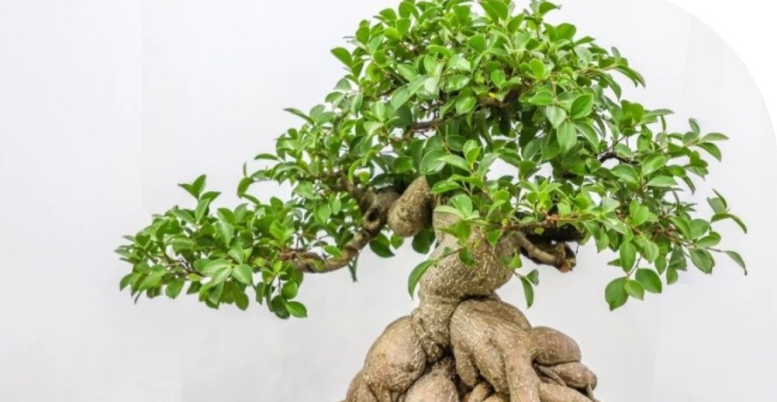 Fikusy a sukulenty sú vhodné na bonsaje celoročne pestované v byte
