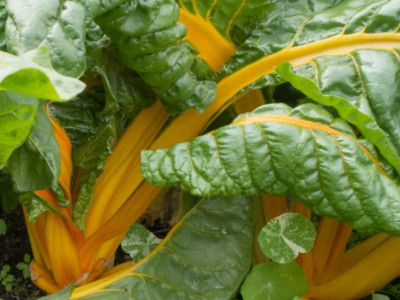Mangold možno pestovať aj v okrasnej záhrade, stonky hýria farbami