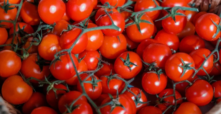 Ako pestovať divoké paradajky