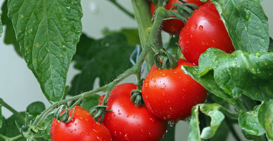 Na čo si dať pozor pri pestovaní paradajok